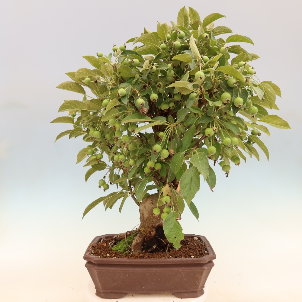 Outdoor bonsai -Malus halliana - Small-fruited apple tree
