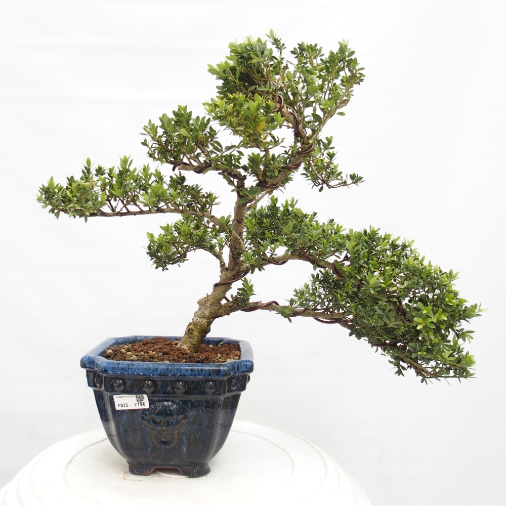 Indoor bonsai - Ilex crenata - Holly