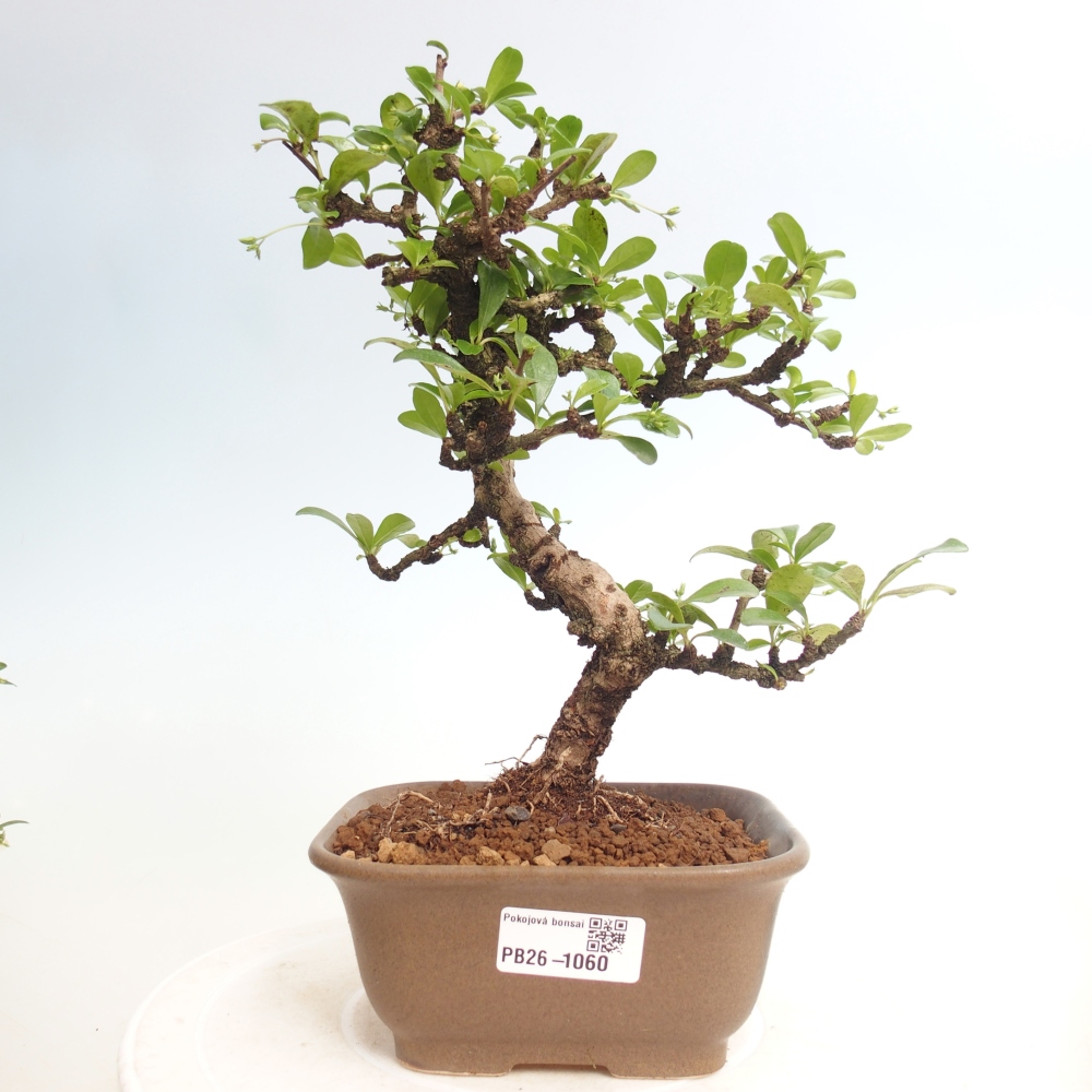 Room bonsai - Carmona macrophylla - Tea fuki