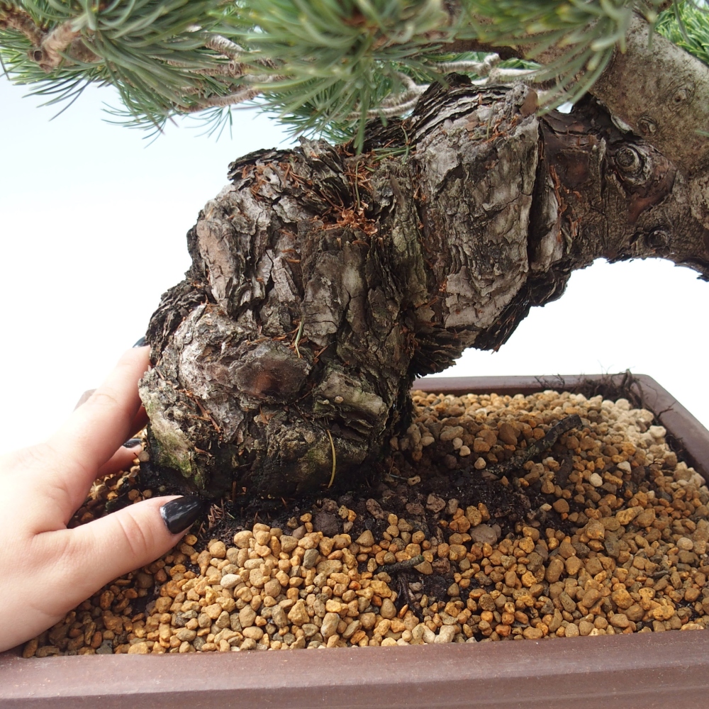 Outdoor bonsai - Pinus parviflora - Small pine tree