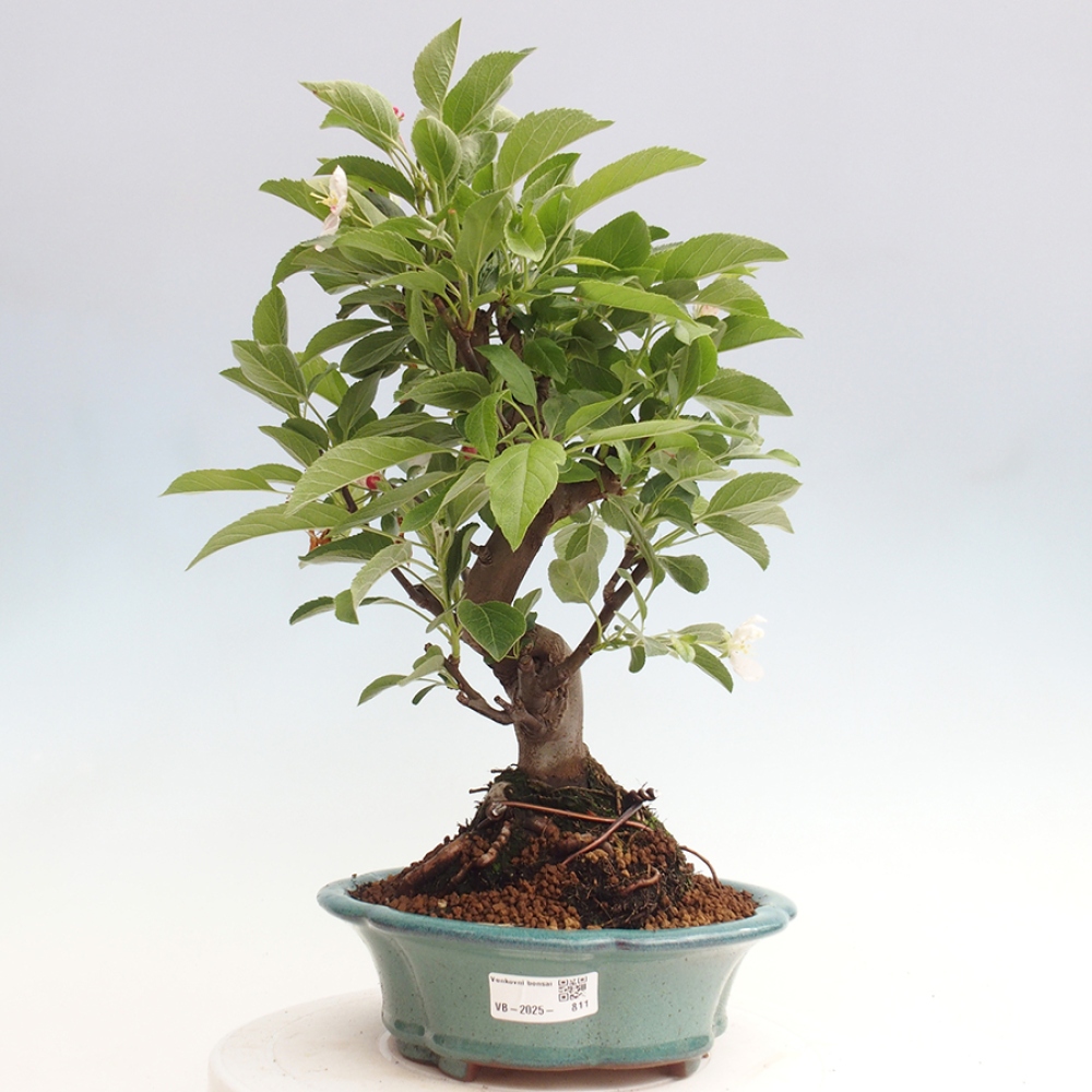 Outdoor bonsai - Malus halliana - Small-fruited apple tree