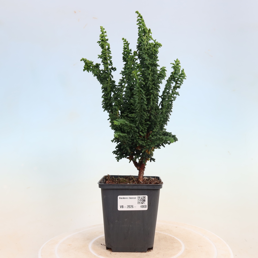 Outdoor bonsai - Cham. obtusa SEKKA HINOKI - Cypress