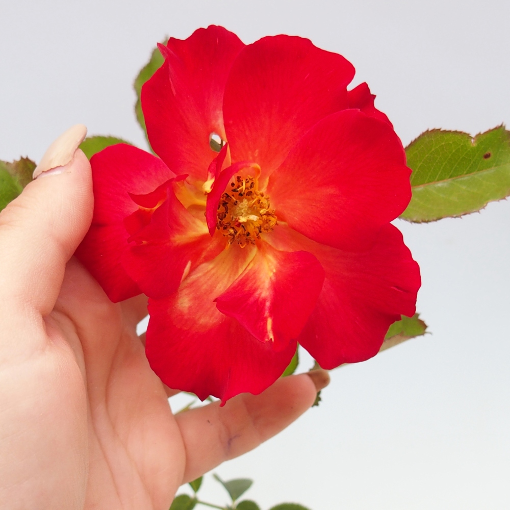 Outdoor bonsai - Rosa Kordes -  rose
