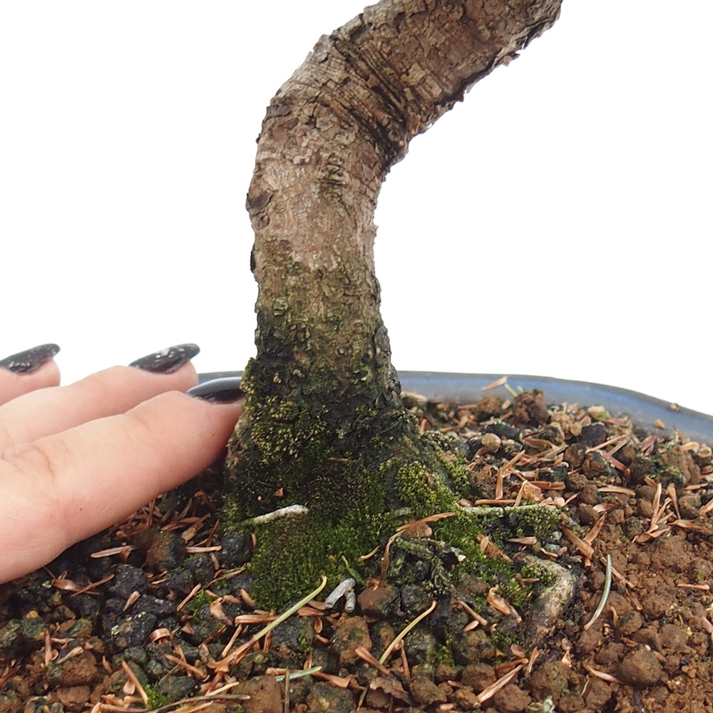 Outdoor bonsai - Pinus parviflora - Small pine tree