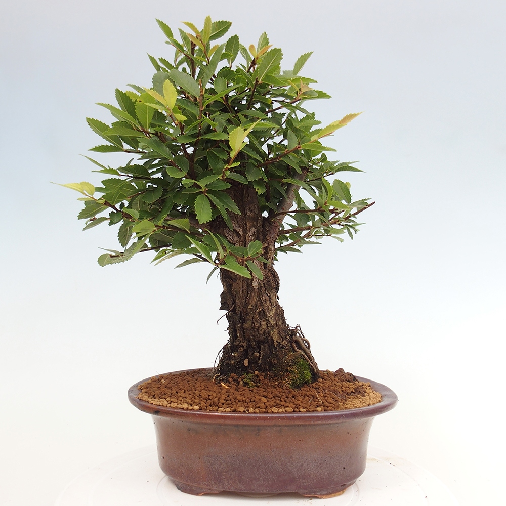 Outdoor bonsai - Zelkova - Zelkova NIRE