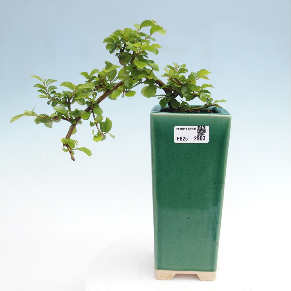 Indoor bonsai - Grewia occidentalis - Lavender star