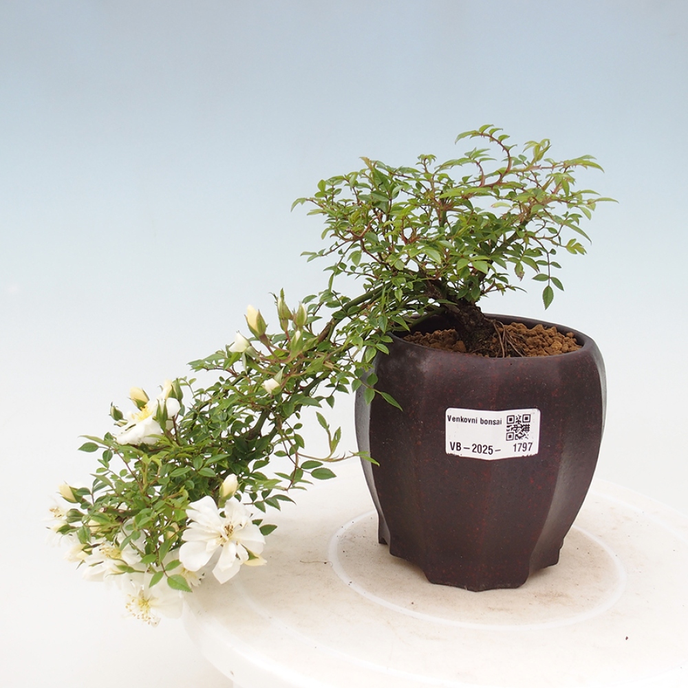 Outdoor bonsai - Rosa Sea Foam -  rose