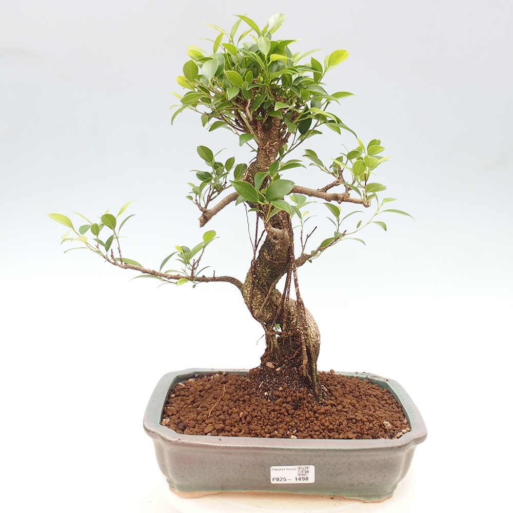 Indoor bonsai - Ficus kimmen - small-leaved ficus