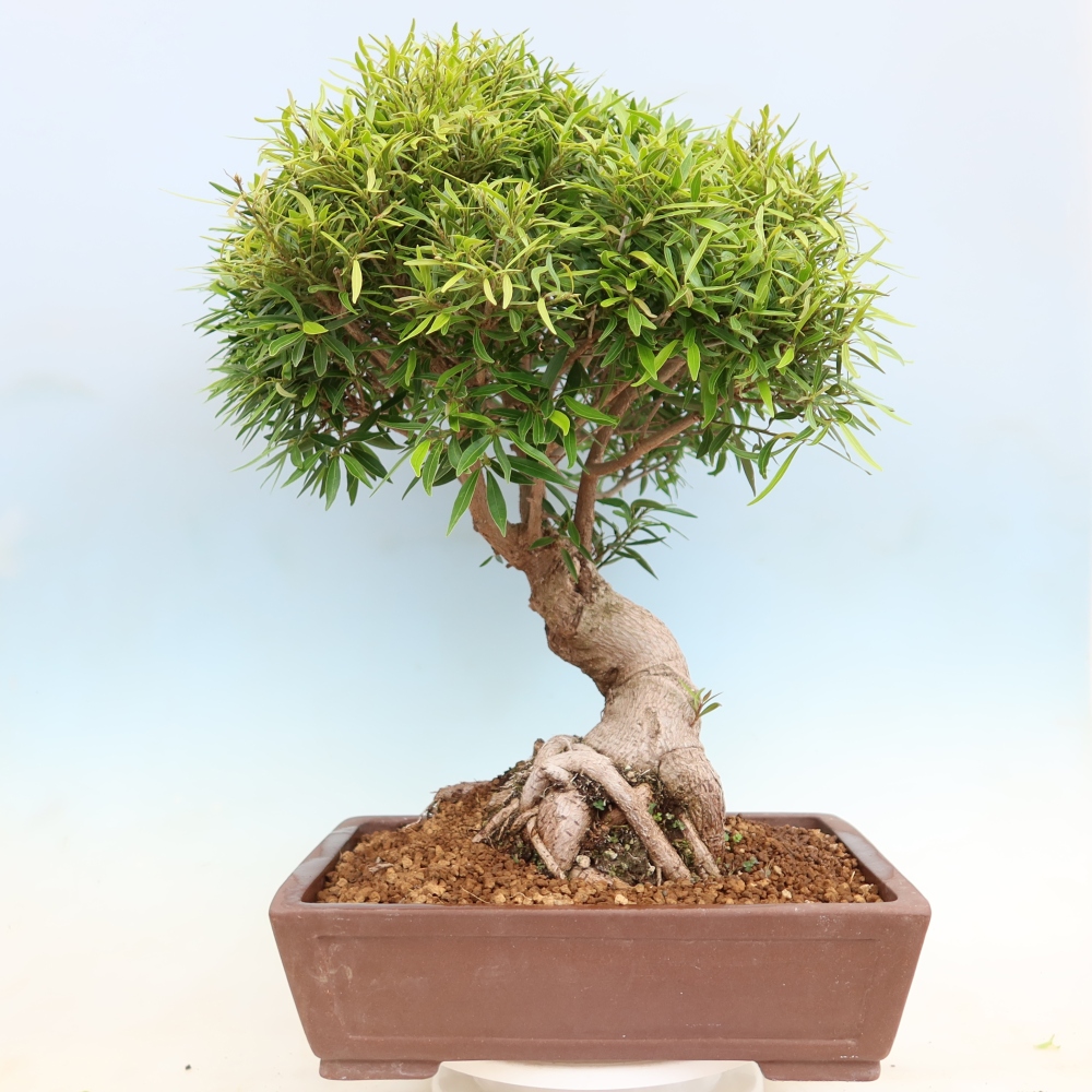 Room bonsai - Ficus nerifolia - small-leaved ficus