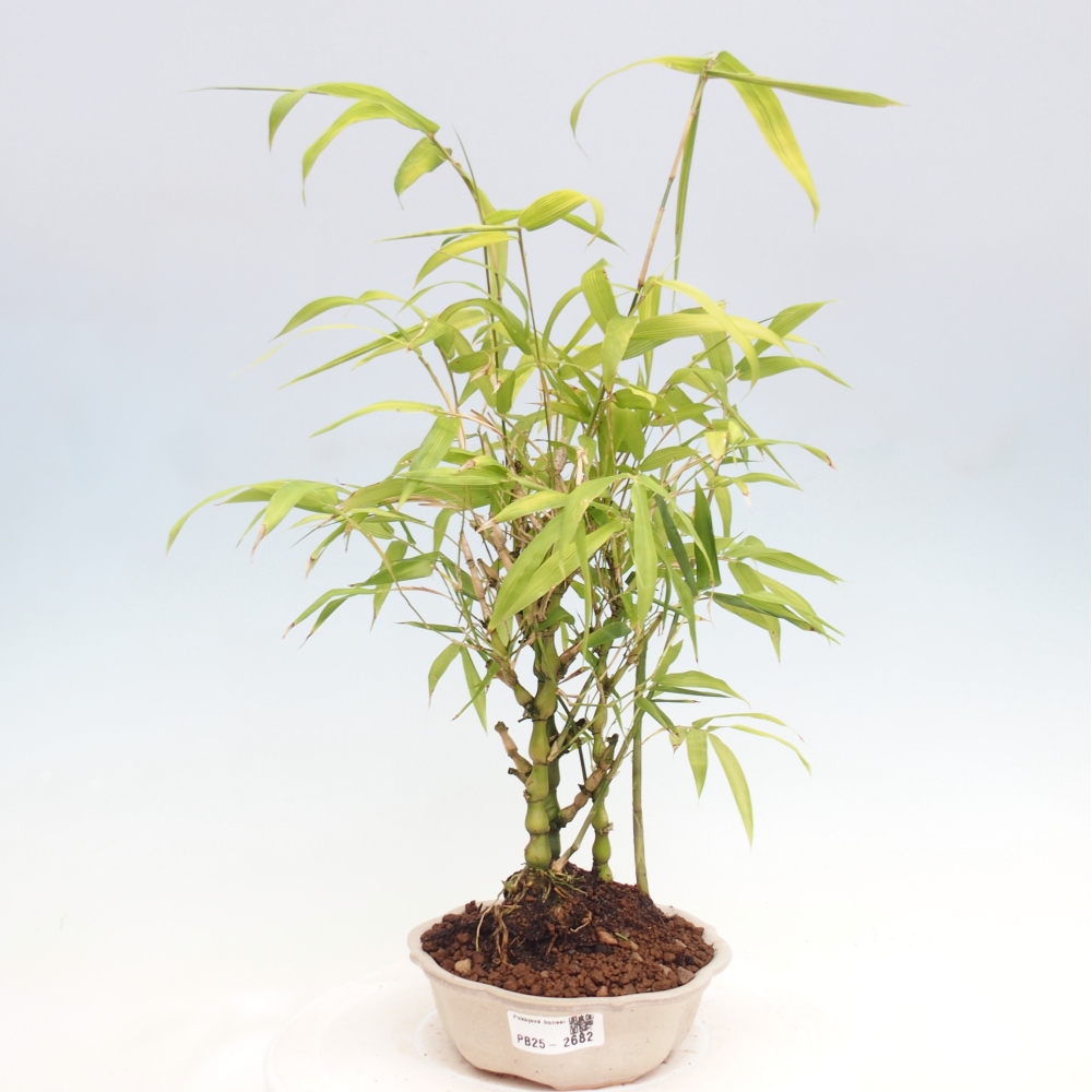 Indoor bonsai - Bamboo Buddha-Bamboo Buddha's belly