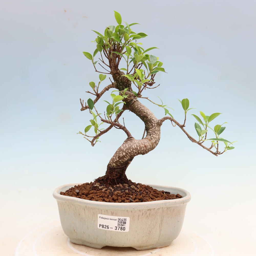 Room bonsai - Ficus kimmen - small-leaved ficus