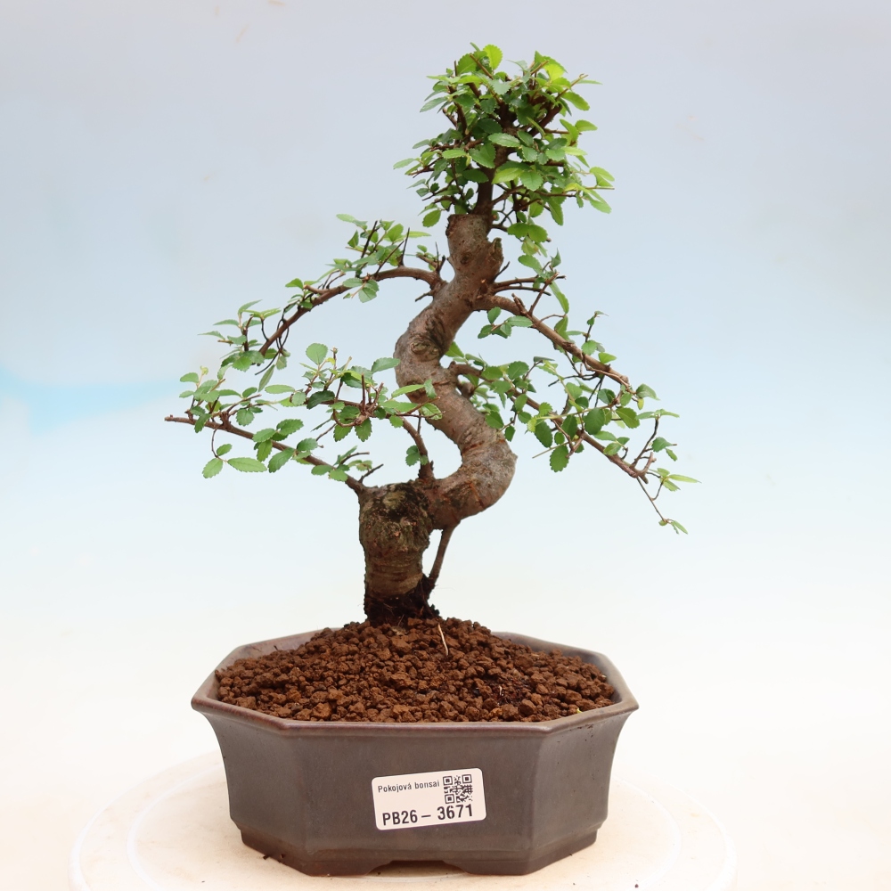 Room bonsai - Ulmus parvifolia - Small-leaved elm