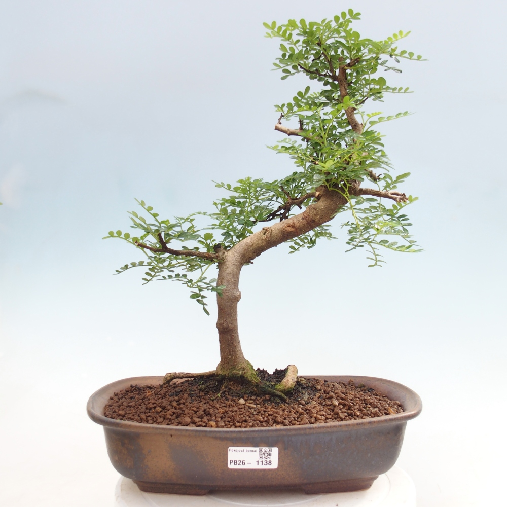 Room bonsai - Zantoxylum piperitum - pepper tree