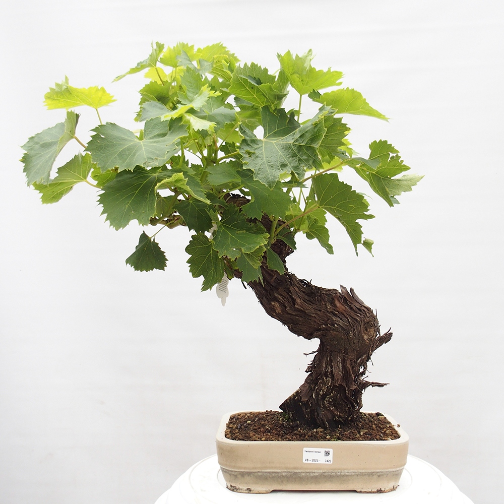 Outdoor bonsai - Vitis vinnifera MUSKAT ITALIA  - Grapevine