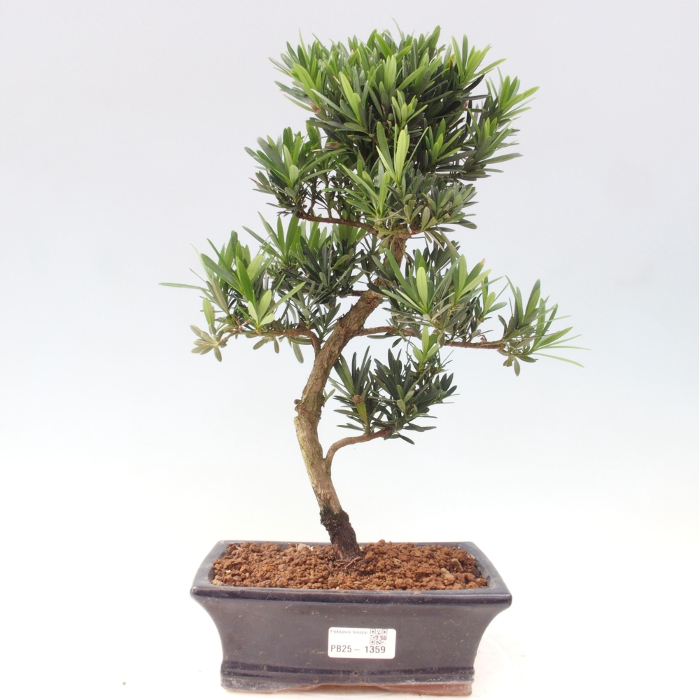 Indoor bonsai - Podocarpus - Stone thous