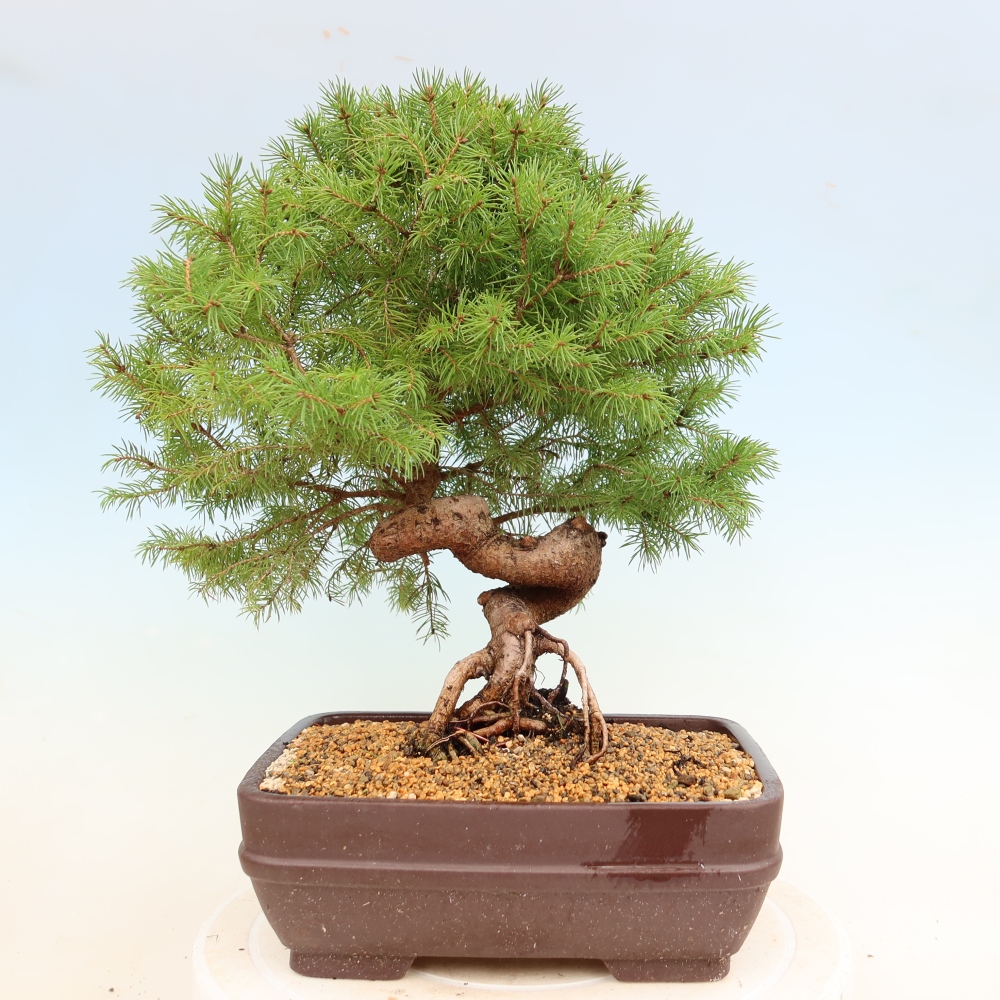 Outdoor bonsai - Spruce - Picea glauca globe