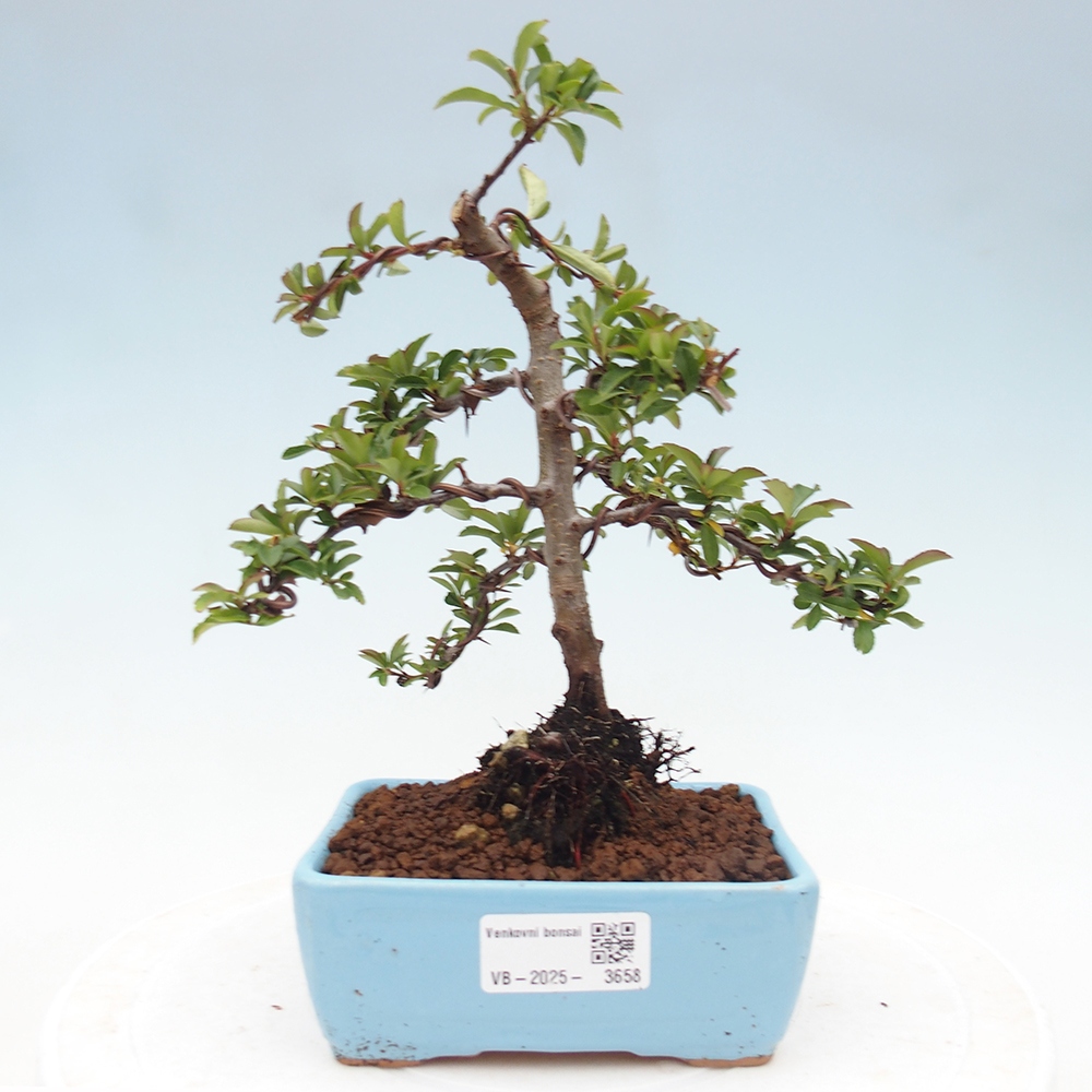 Outdoor bonsai-Pyracantha Teton -Hlox