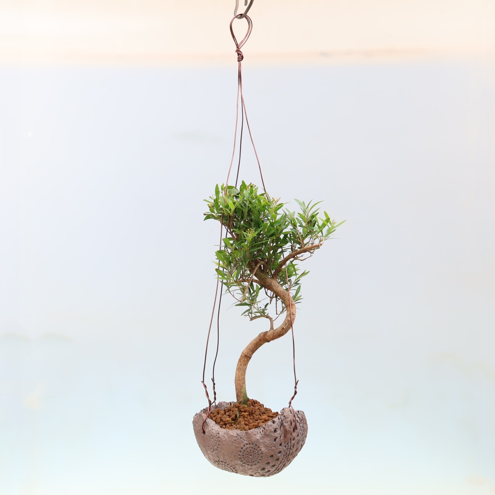 Kokedama in a Ceramic Pot - Syzygium - Pimento Tree