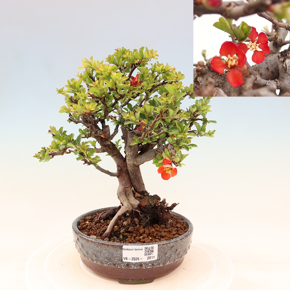 Outdoor bonsai - Chaneomeles speciosa Chojubai
