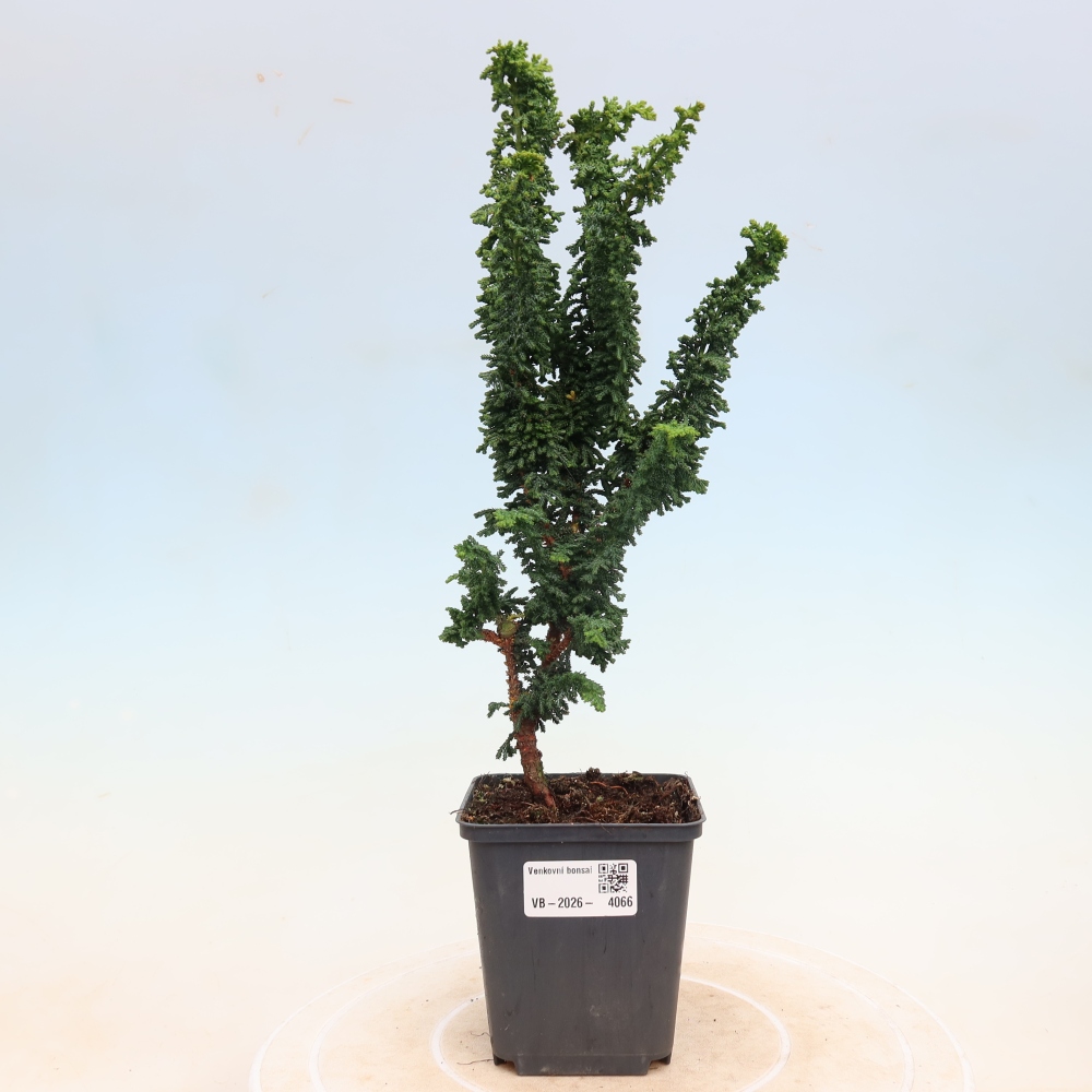 Outdoor bonsai - Cham. obtusa SEKKA HINOKI - Cypress
