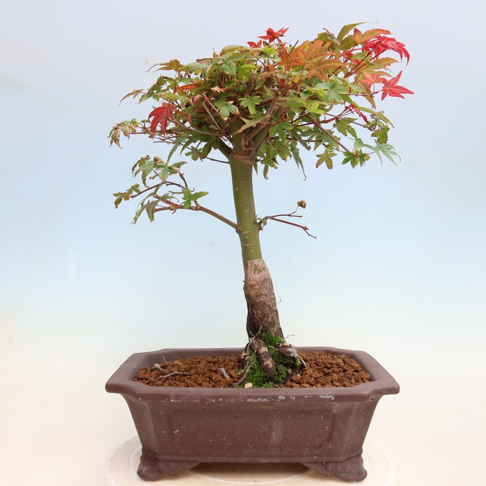 Outdoor bonsai - Acer palmatum DESHOJO