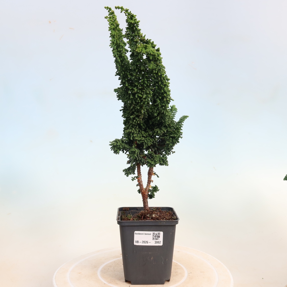 Outdoor bonsai - Cham. obtusa SEKKA HINOKI - Cypress