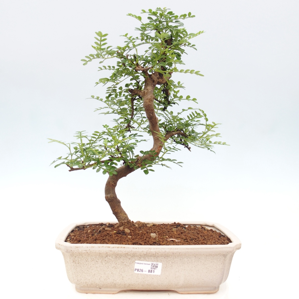 Room bonsai - Zantoxylum piperitum - pepper tree