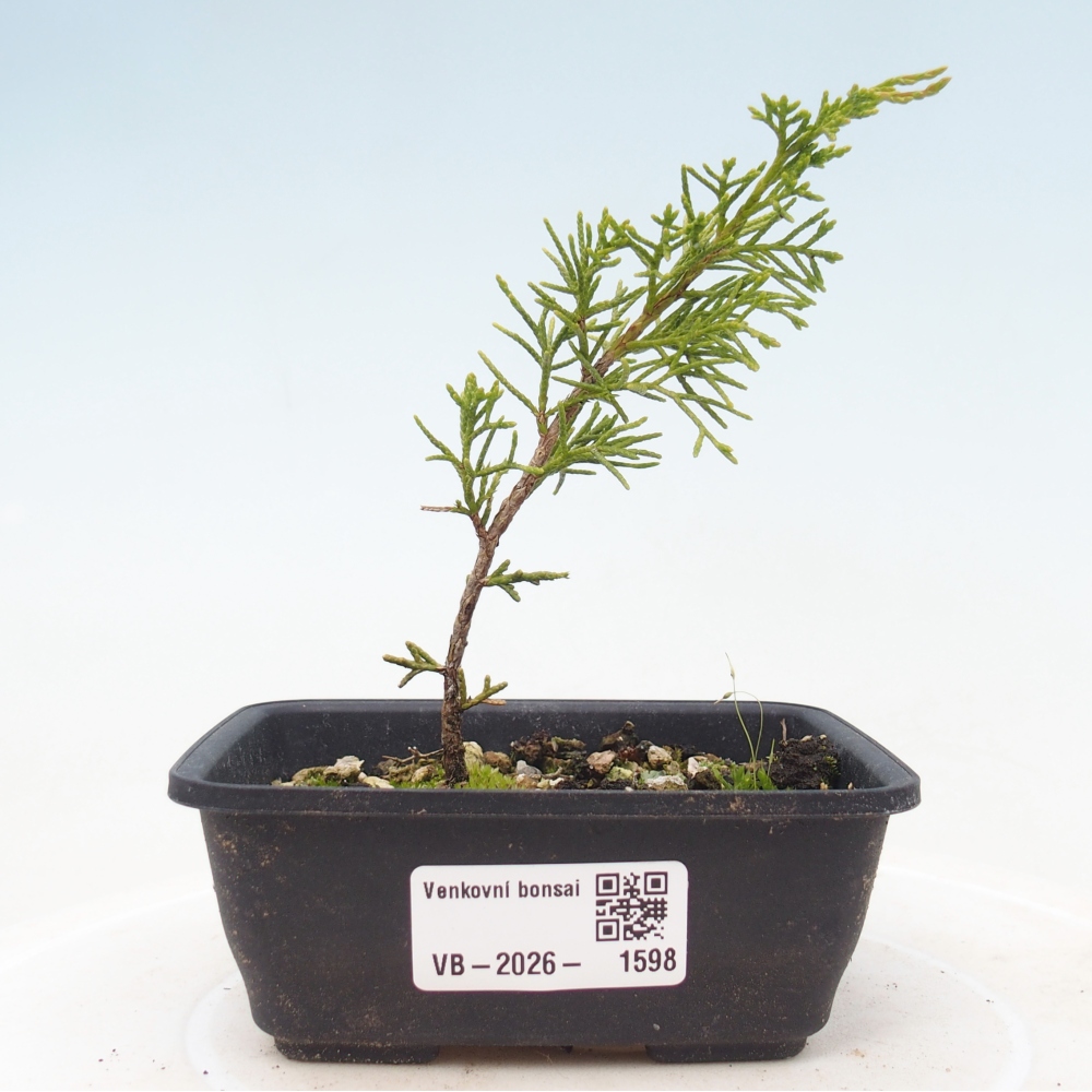 Outdoor bonsai - Juniperus chinensis Itoigawa