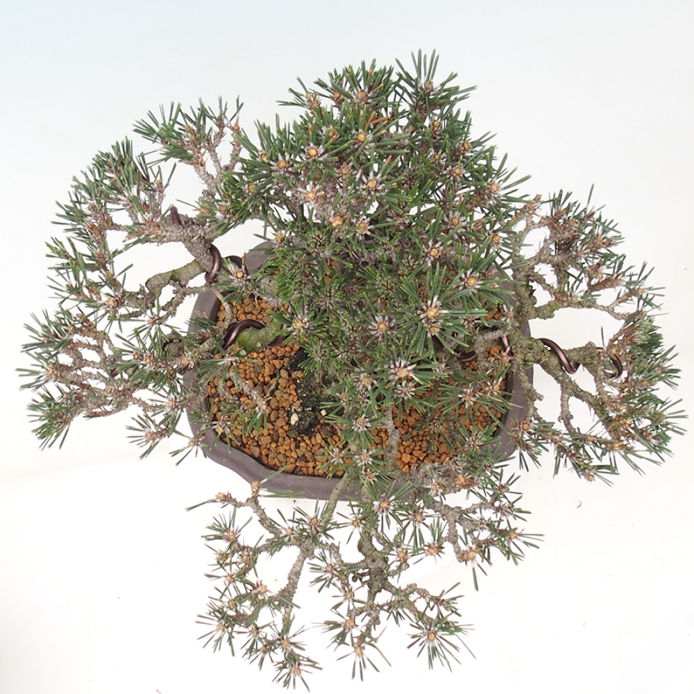 Outdoor bonsai - Pinus thunbergii Kotobuki - Thunberg pine