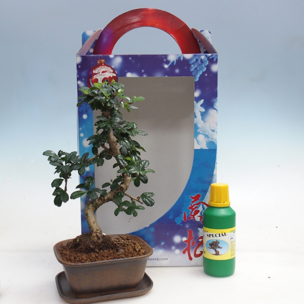 Room bonsai in gift box Carmona microphylla - Tea fuki