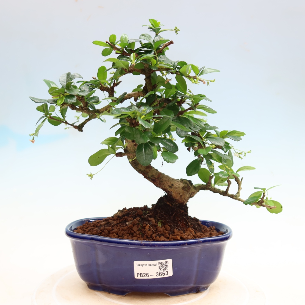 Room bonsai - Carmona macrophylla - Tea fuki