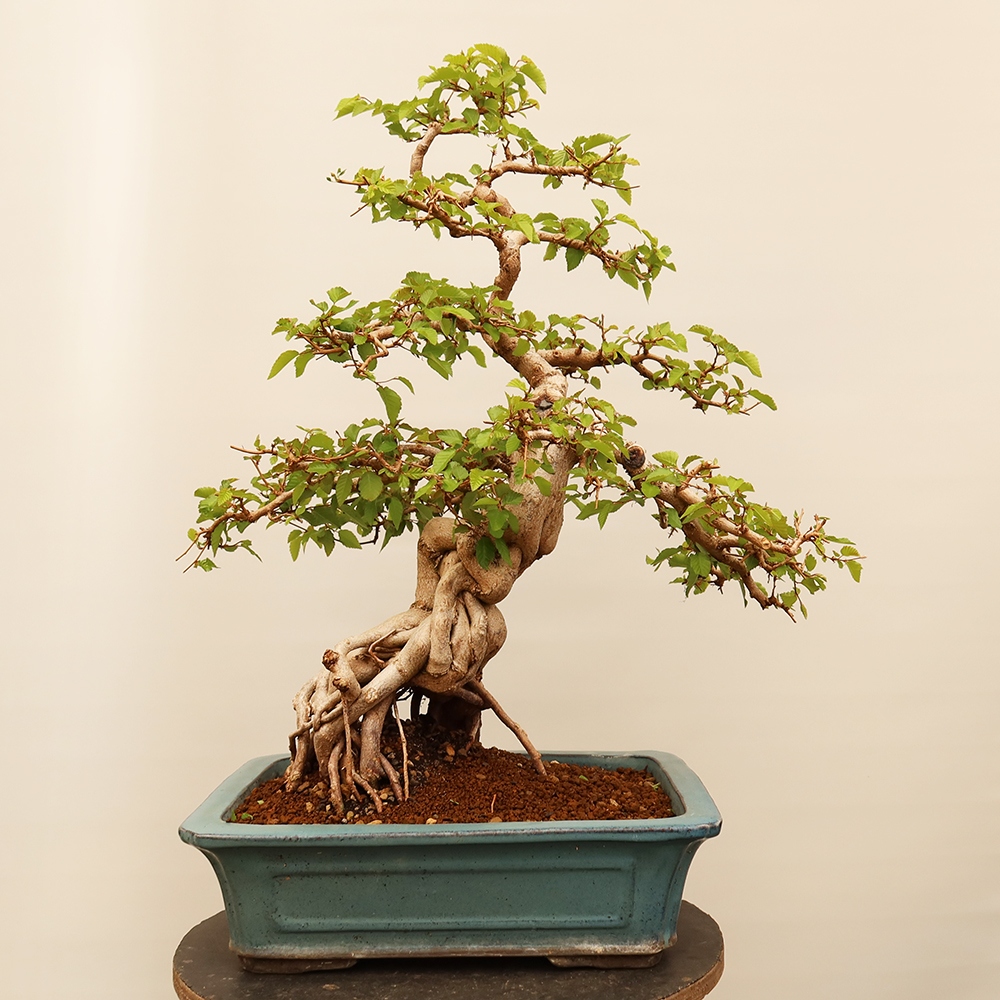 Outdoor bonsai - Carpinus Coreana - Korean hornbeam