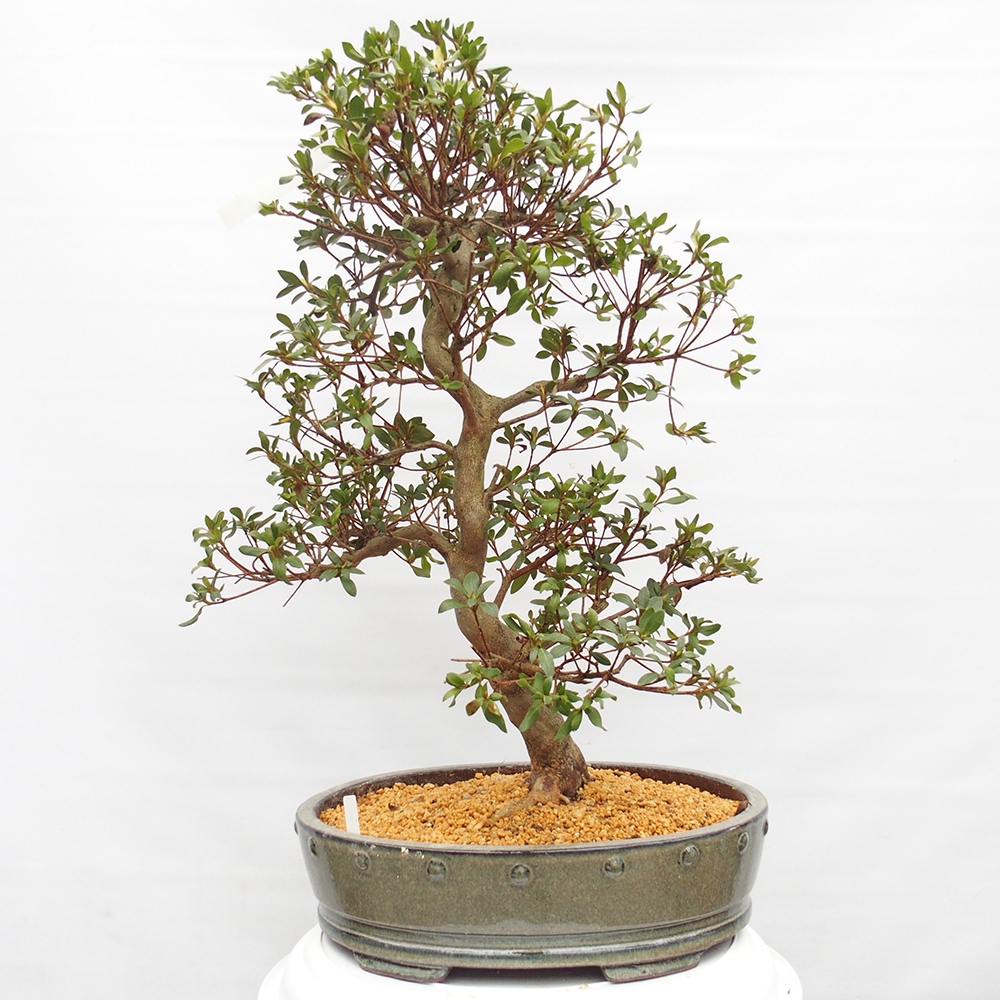 Outdoor bonsai - Japanese Azalea - Azalea Hand