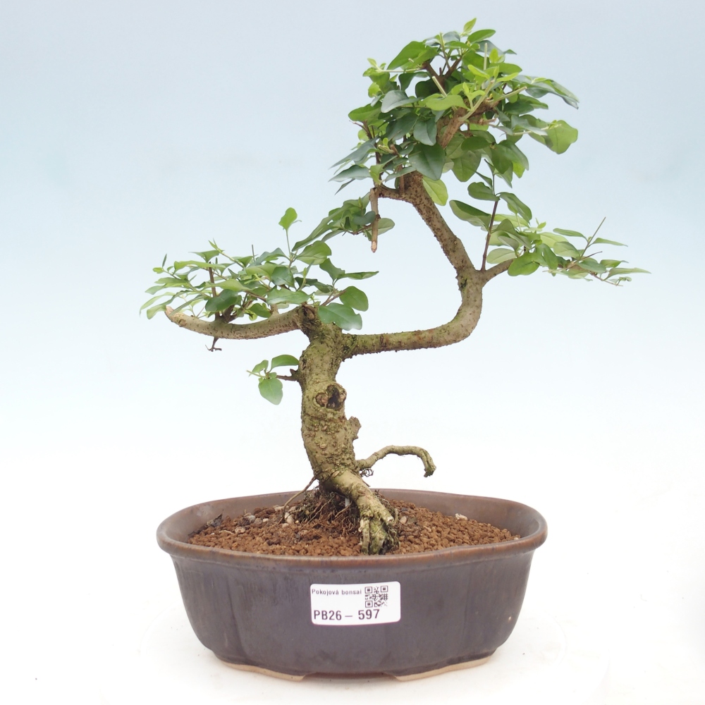 Room bonsai -Ligustrum chinensis - Birds Beak