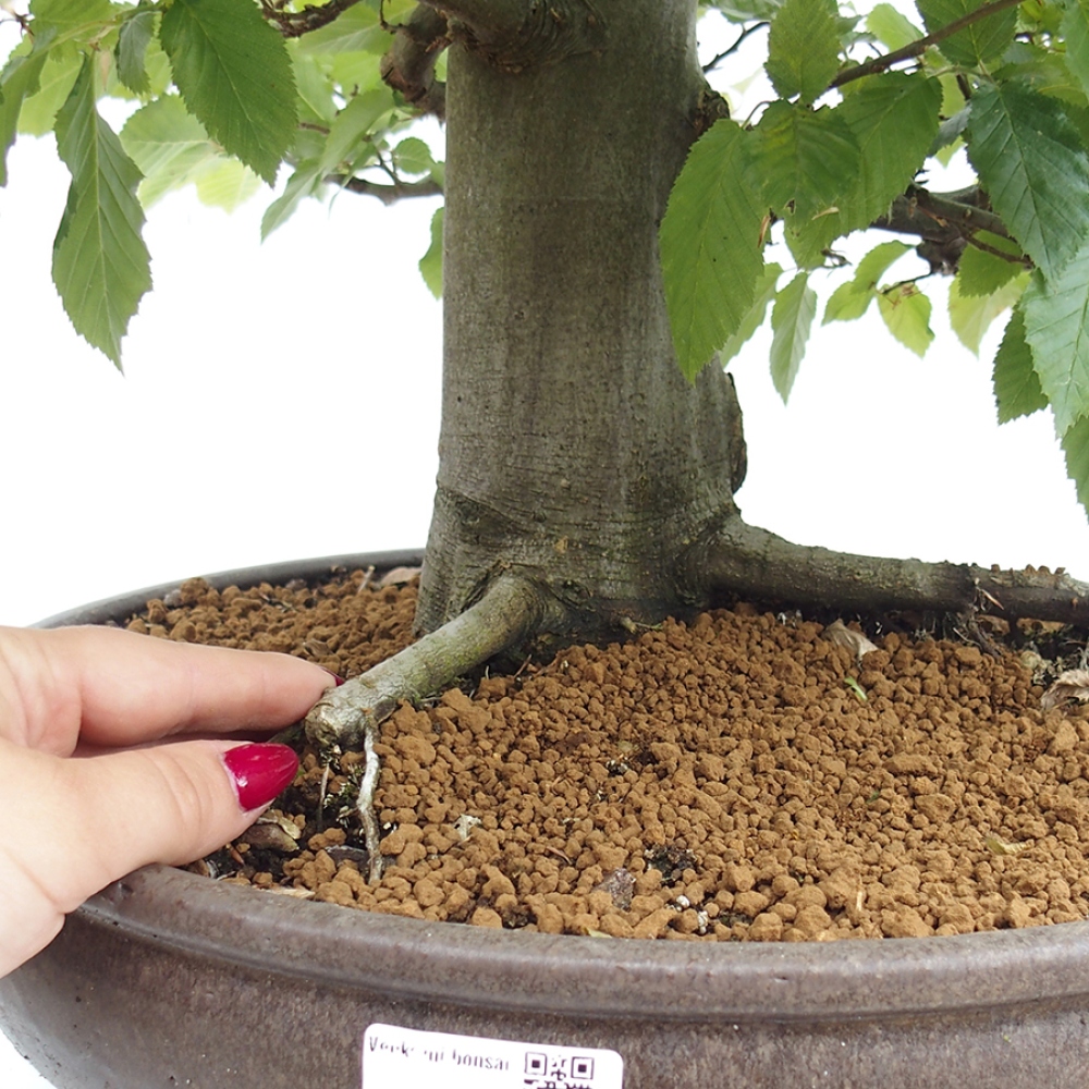 Outdoor bonsai - Hornbeam - Carpinus betulus