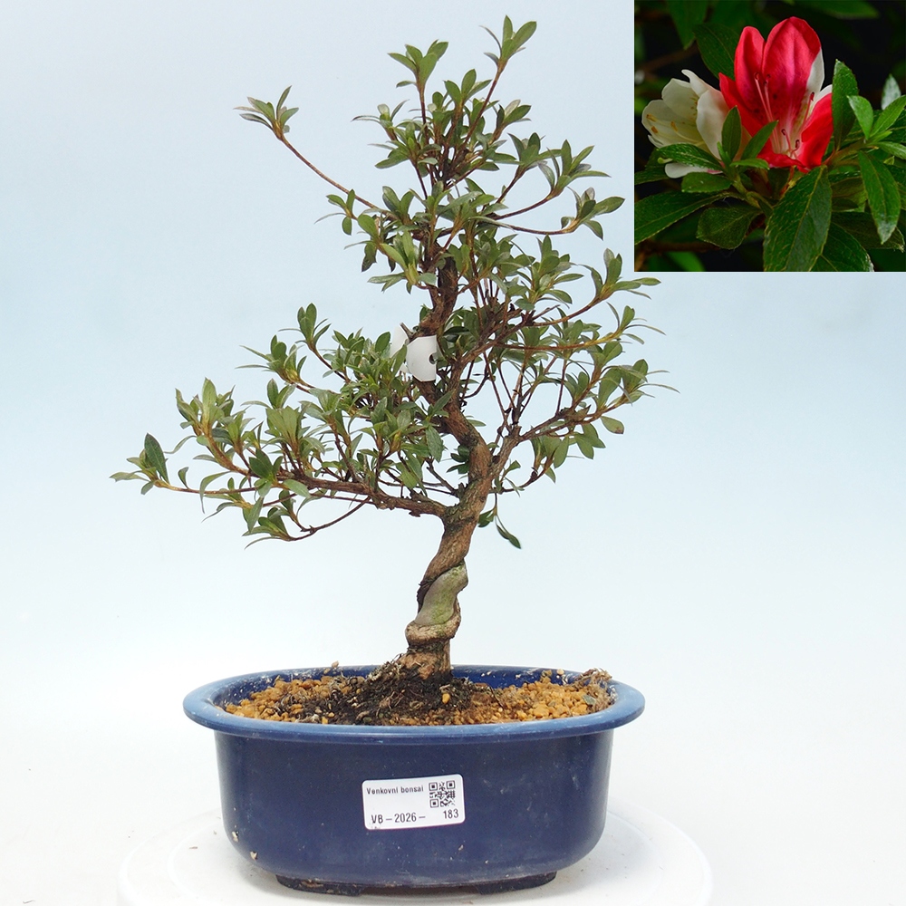 Outdoor bonsai - Japanese Azalea - Azalea Senhime