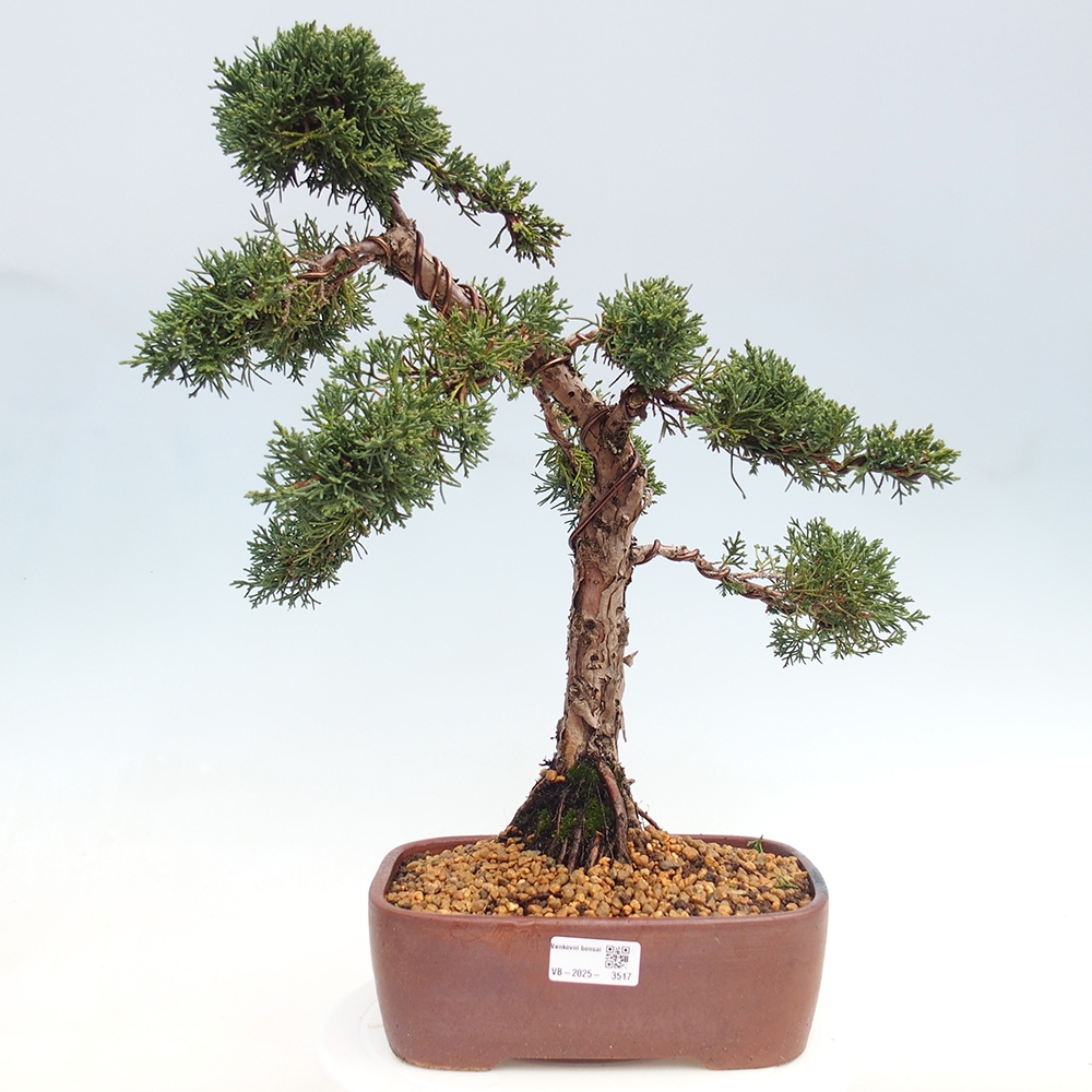 Outdoor bonsai - Juniperus chinensis Kishu - Chinese juniper