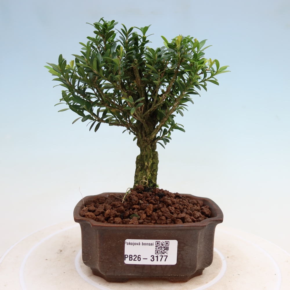 Room bonsai - Buxus harlandii - cork buxus