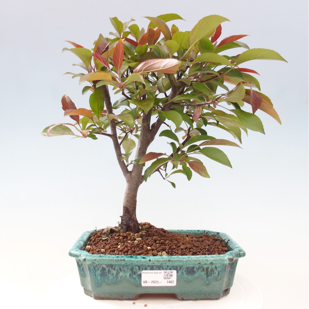 Outdoor bonsai - Malus domestica - Small-fruited red-leaved apple tree