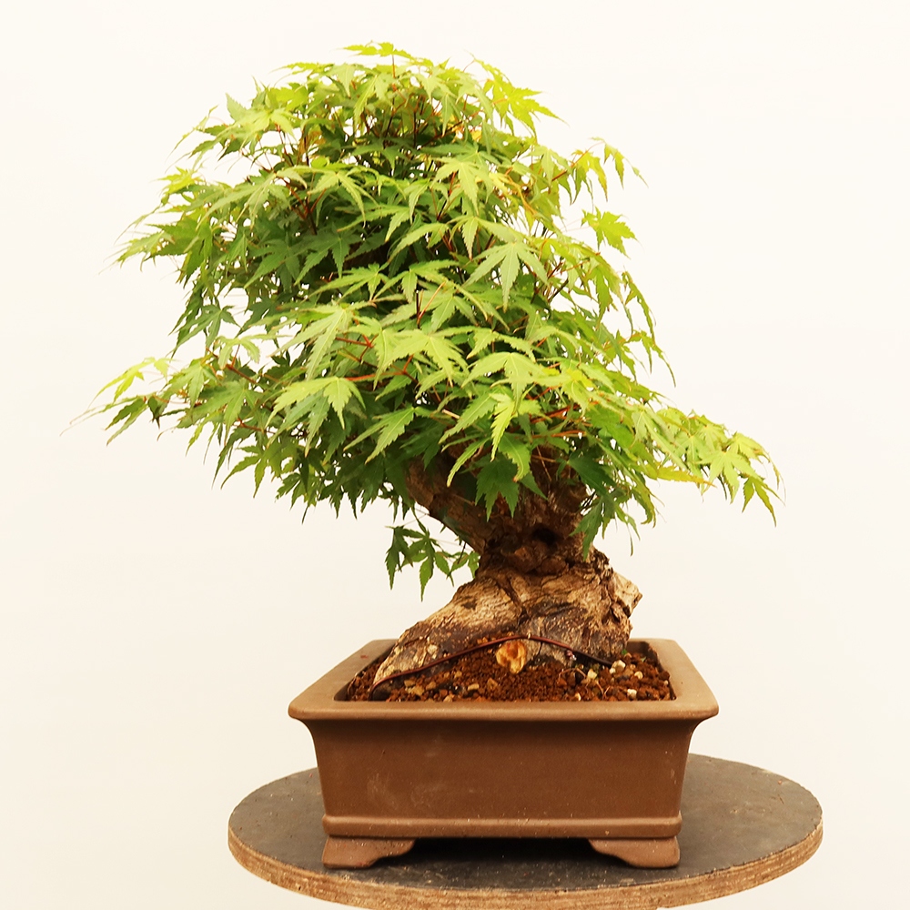 Outdoor bonsai - Maple palmatum - Palms