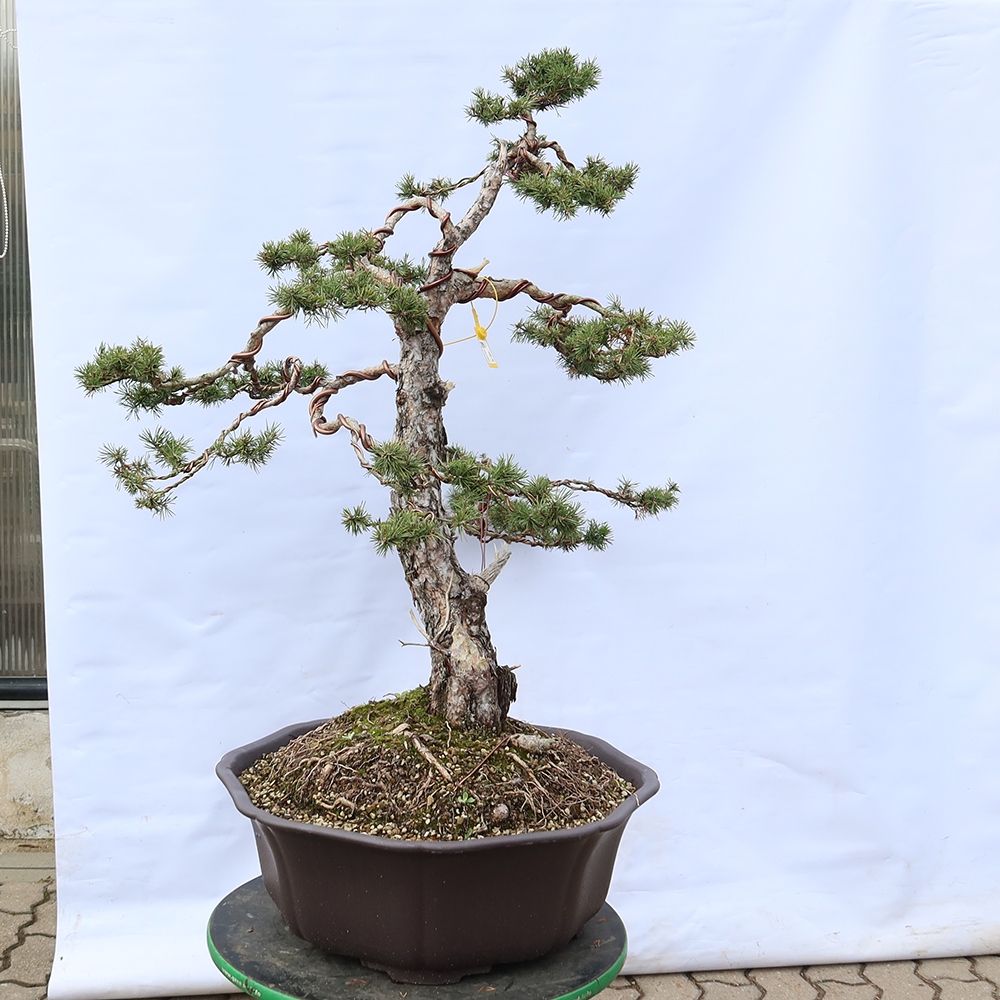 Pinus sylvestris Spain - Scots pine
