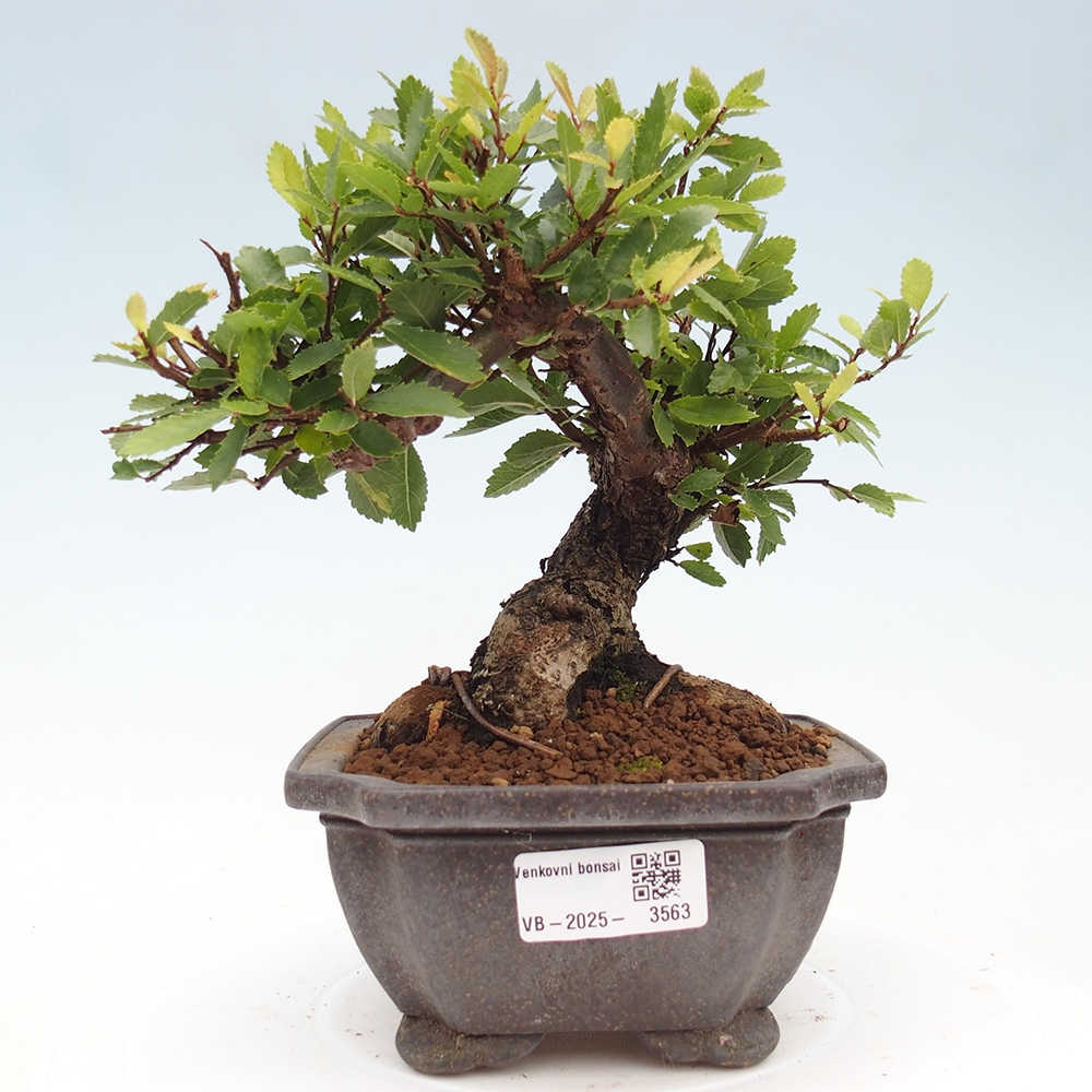 Outdoor bonsai - Zelkova - Zelkova NIRE