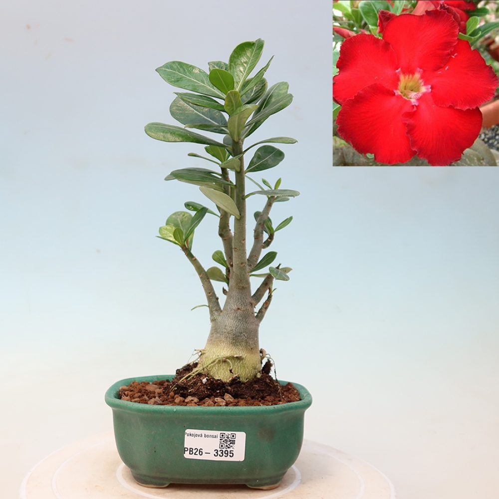 Indoor Bonsai - Adenium obesum Red Star - Desert Rose