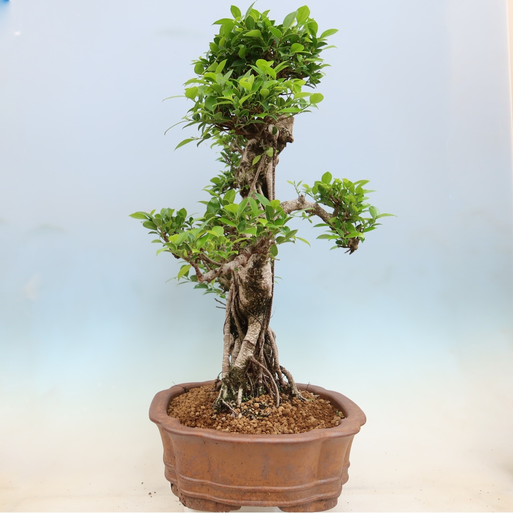 Room bonsai - Ficus kimmen - small-leaved ficus