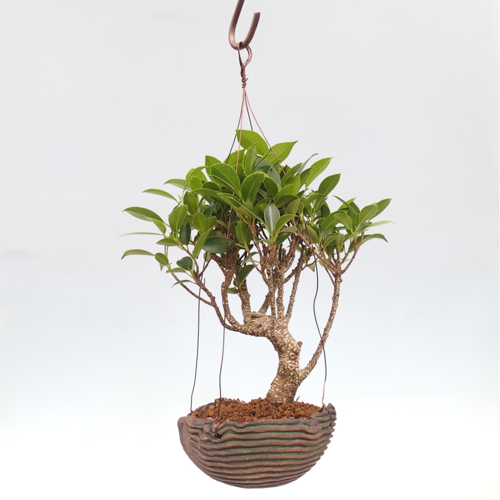 Kokedama in ceramic - small-leaved ficus - Ficus kimmen