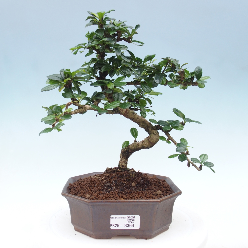 Room bonsai - Carmona macrophylla - Tea fuki