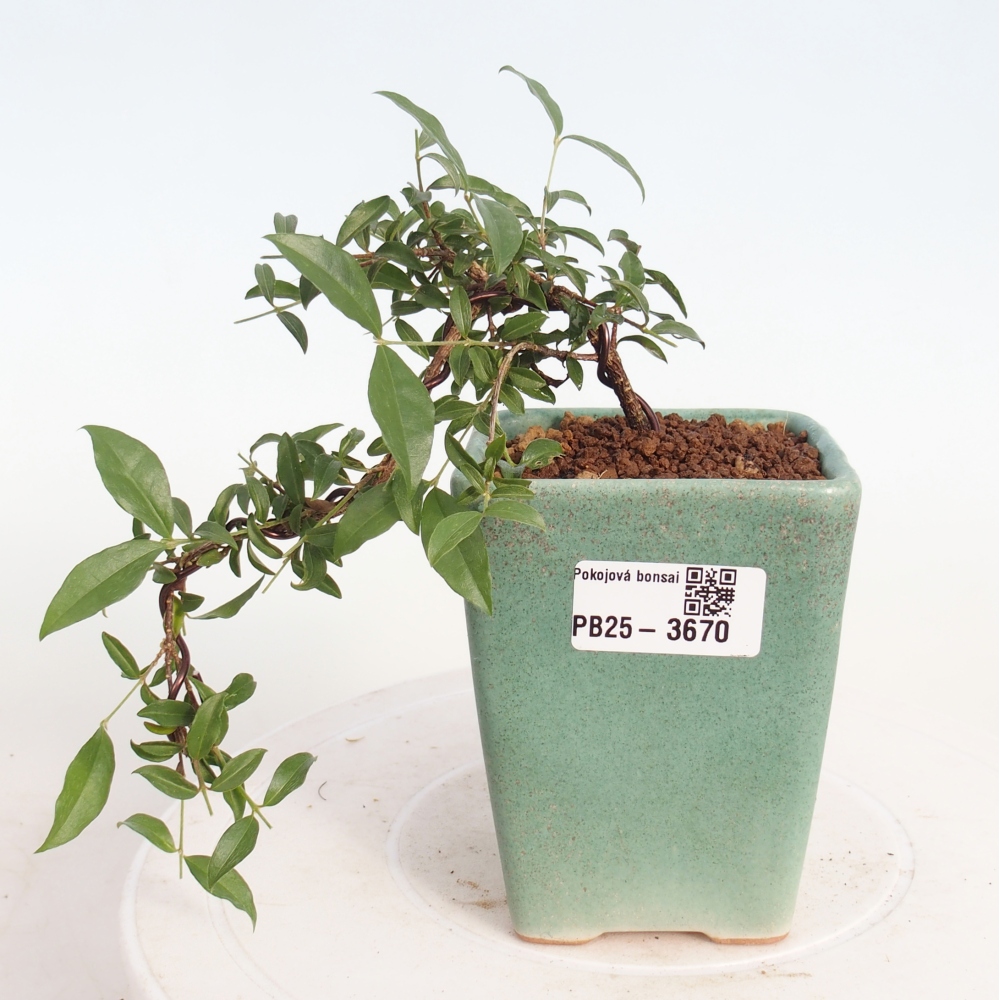Room bonsai - Malpighia coccigera- Barbdor Cherry