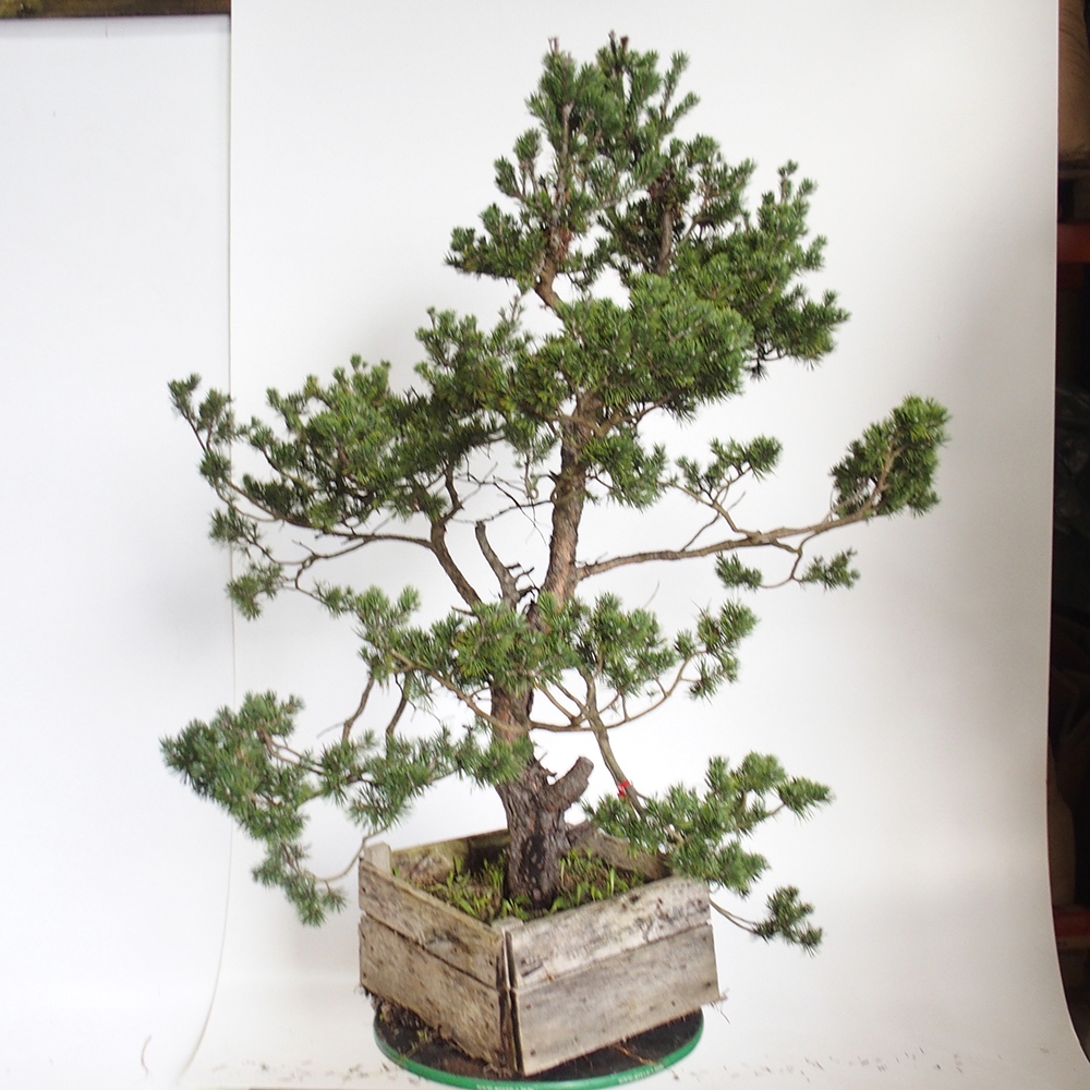 Yamadori - Pinus sylvestris Spain