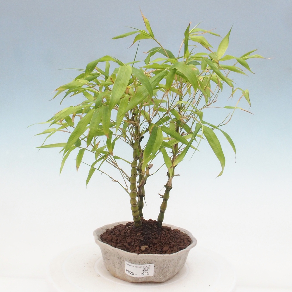 Indoor bonsai - Bamboo Buddha-Bamboo Buddha's belly