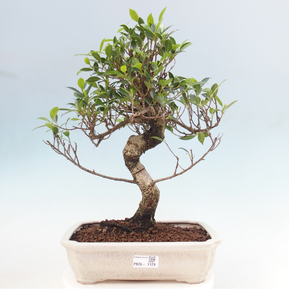 Room bonsai - Ficus kimmen - small-leaved ficus